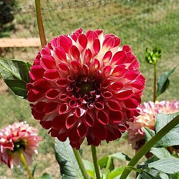 Dahlia Jowey Joshua | K. van Bourgondien