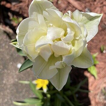 TULIPページ Zephyr Tulip Blend | Always Wholesale Pricing | Colorblends®