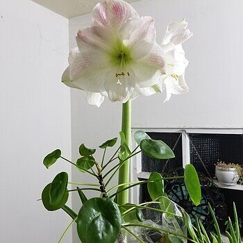 Amaryllis Apple Blossom | K. van Bourgondien