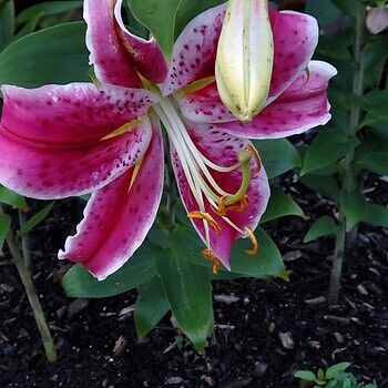 Star Gazer Oriental Lily Bulbs | K. van Bourgondien – Dutch