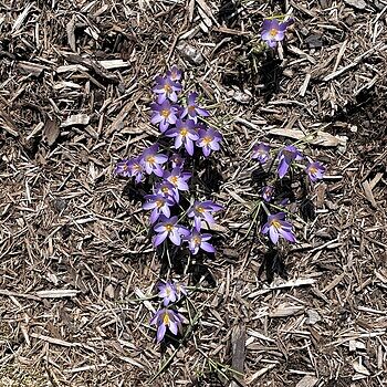 Giant Crocus Pickwick | K. van Bourgondien