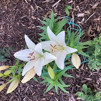 Bright Diamond Asiatic Lily | K. van Bourgondien