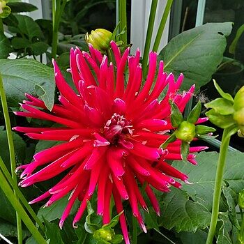 Cactus Dahlia China Town | K. van Bourgondien - Dutch Bulbs