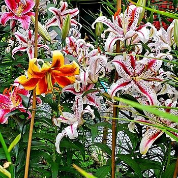 Big Smile Oriental Lily | K. van Bourgondien