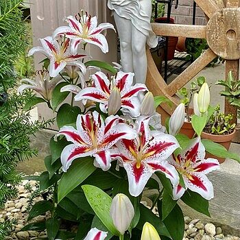 Big Smile Oriental Lily | K. van Bourgondien