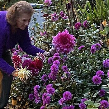 Giant Dinnerplate Dahlia Emory Paul | K. van Bourgondien