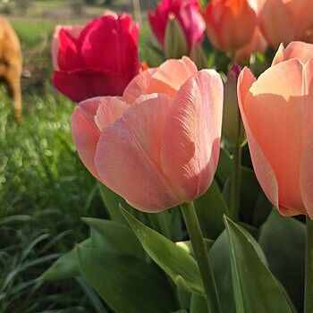 専用ページ　TULIP様 Sealed With a Kiss Tulip Mix - Spring Bulbs | Dutch Bulbs