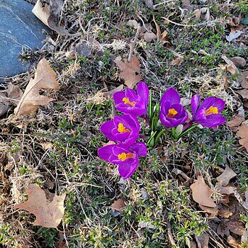 Species Crocus Whitewell Purple- Spring Bulb | Dutch Bulbs