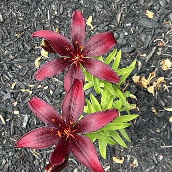 lily_black様 Asiatic Lily Blacklist | K. van Bourgondien - Dutch Bulbs