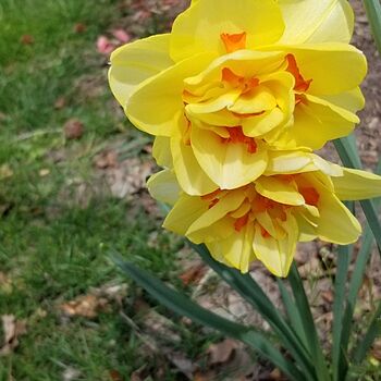 Double Daffodil Tahiti