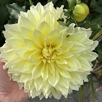 ジャイアントフラワー　ライトイエロー Giant Dinnerplate Dahlia Kelvin Floodlight | Dutch Bulbs