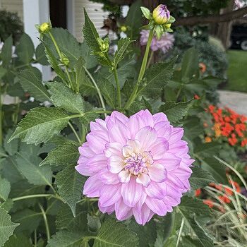 Mikayla Miranda Decorative Dahlia | K. van Bourgondien