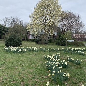 Large Cupped Daffodil Ice Follies