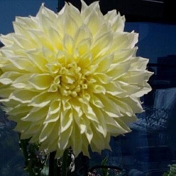 ジャイアントフラワー　ライトイエロー Giant Dinnerplate Dahlia Kelvin Floodlight | Dutch Bulbs