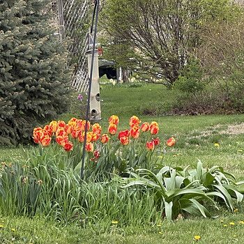 タプリジュン産クラスター1250-1 Darwin Hybrid Tulip Banja Luka for Sale | K. van Bourgondien
