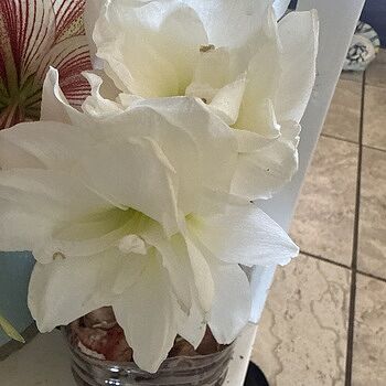 Hardy Garden Amaryllis Alaska | K. van Bourgondien