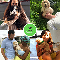 Test - puppyspot.com