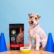 visionarypet.com