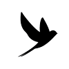 Black Swallow NZ