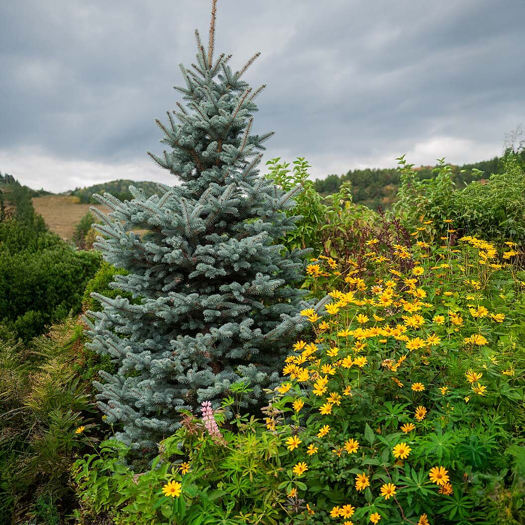 Blue Totem Spruce Tree
