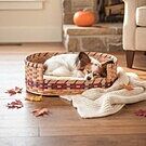 SALE! Small Wicker Dog Bed | Amish Woven Pet Bed Basket