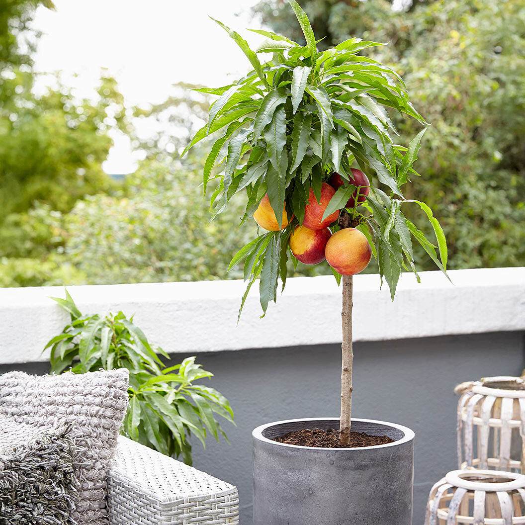 Pix Zee Patio Peach Tree