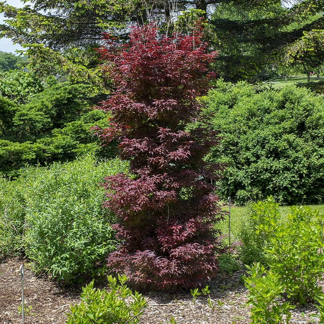 Twombly's Red Sentinel Japanese Maple Tree