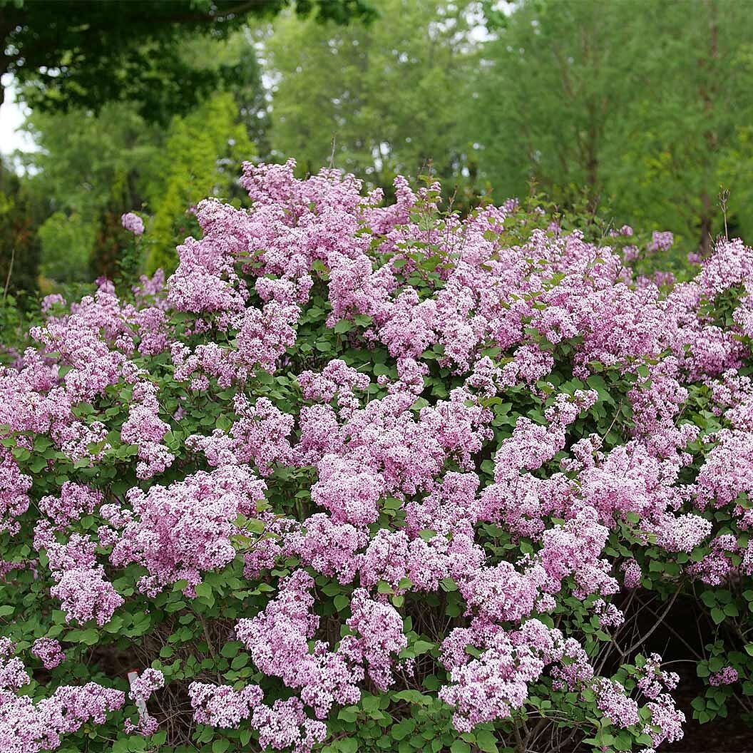 Proven Winners® Bloomerang Purpink® Lilac Shrub