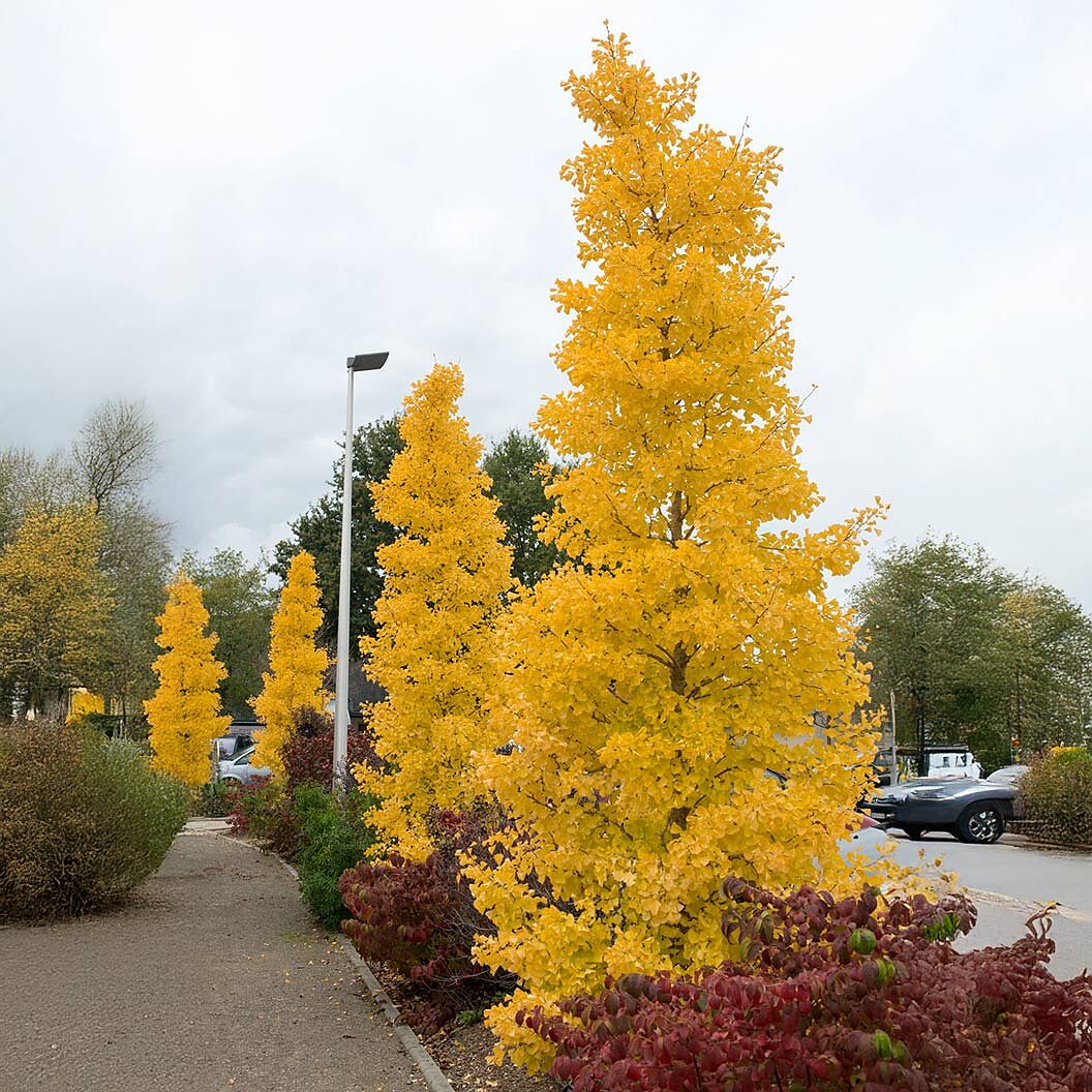 Grindstone Ginkgo Tree