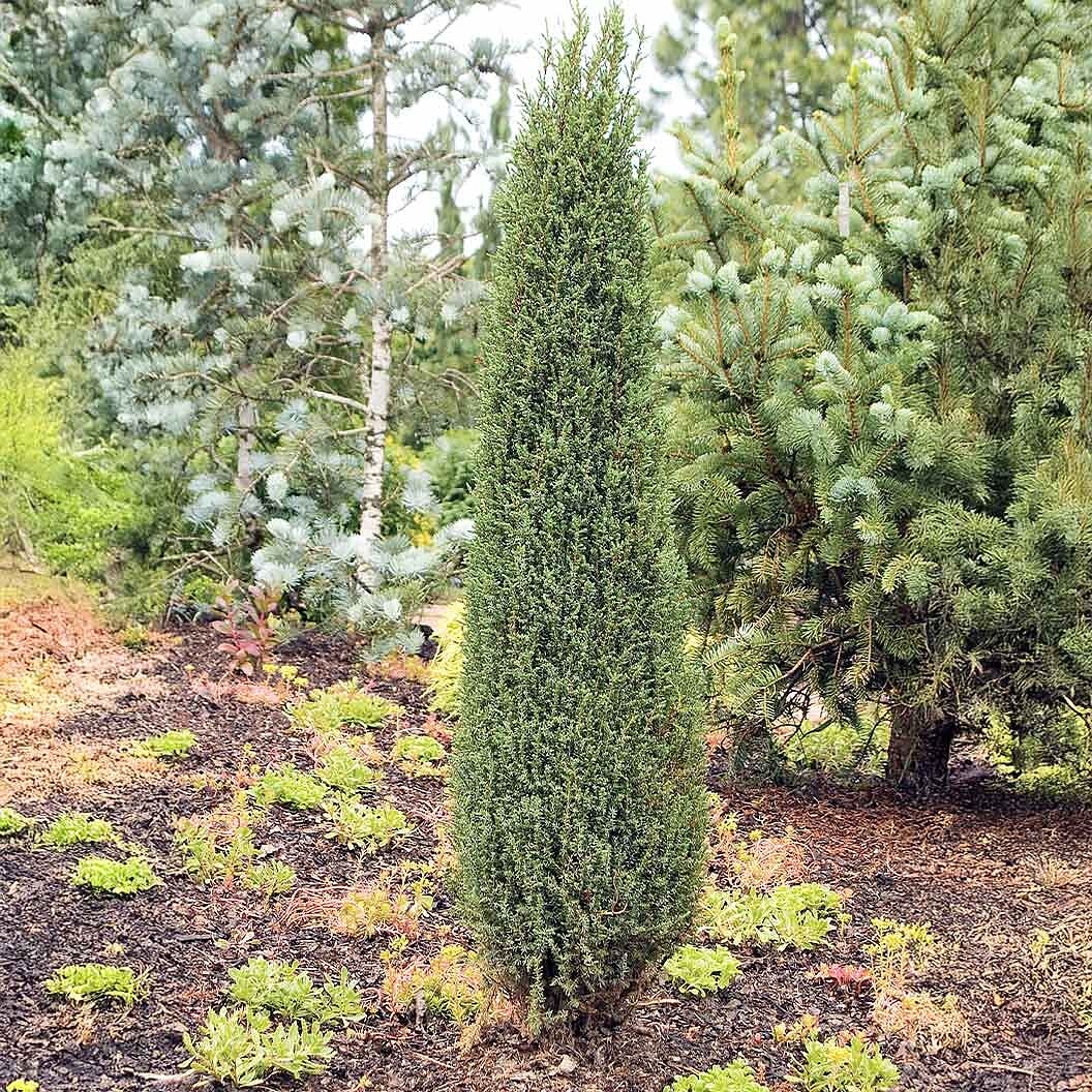 Compressa Juniper Shrub