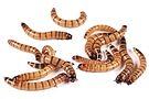 Product image for Large Superworms - 1.25 to 1.75"