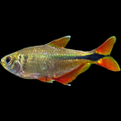 Panda Corydoras 1"- 2"