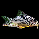 Neon Tetra