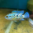 Product image for Electric Blue Jack Dempsey