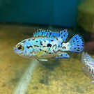 Butterfly Pleco L052