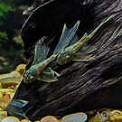 Black Ocellaris Captive-Bred - Amphiprion ocellaris - Black Veriant