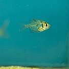 Albino Black Neon Tetra