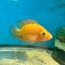 Black Ocellaris Captive-Bred - Amphiprion ocellaris - Black Veriant