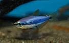 Margarite Snail