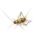 Product image for 2 Week (1/4" ) Crickets