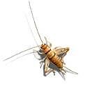 Product image for 3 Week (1/2") Crickets