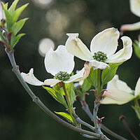 American Beech