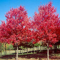 American Beech