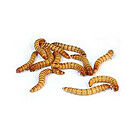 Product image for Mixed Mealworms