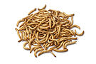 Product image for Small Mealworms (1/2")