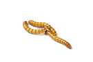 Product image for Large Mealworms (7/8 to 1.0")