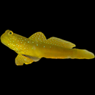 Neon Tetra