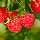 Heritage Everbearing Raspberry Bush - USDA Organic