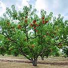 Red Haven Peach Tree