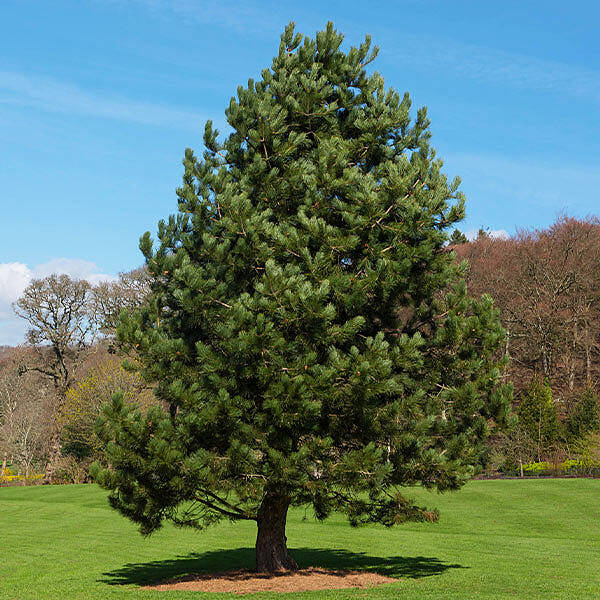 Austrian Pine Tree